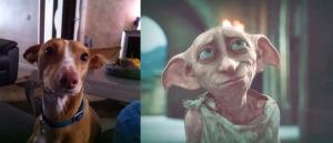 Triana vs Dobby de Harry Potter