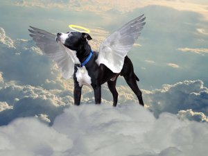 Todos los perros van al cielo