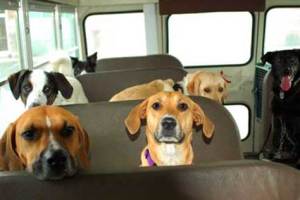 Perros en el autobús